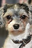 Photo Gallery the biewer terrier dog journal: 150 page lined notebook/diary Photo Gallery the biewer terrier dog journal: 150 page lined notebook/diary