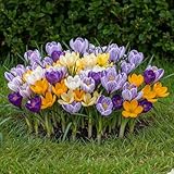 DUTCH BULBS EXCLUSIVE PLANTS FROM HOLLAND