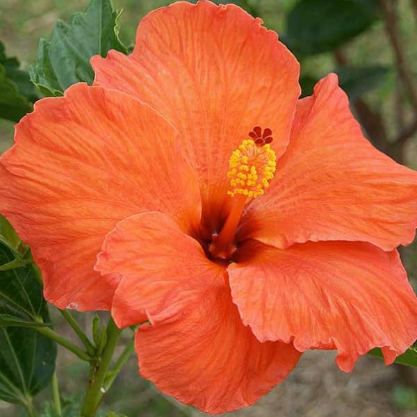 OpLeaves Hibiscus Gudhal Flower Plant Live (Orange Hibiscus Flower Plant) (B0CPTBDMQ6) Amazon Price History, Amazon Price Tracker