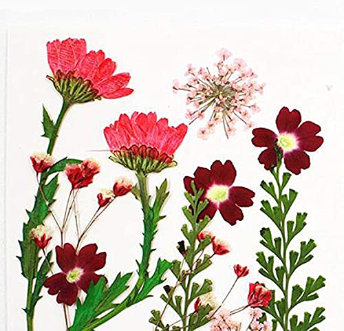 Flores secas prensadas para manualidades 13 piezas miniatura 2