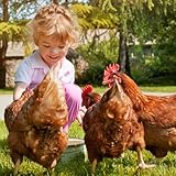 Ida Plus - Gurlite® Pulver gegen Milben – Natürlich gegen die Rote Vogelmilbe – Effektiver als Kieselgur oder Kieselerde – Ökologisch zugelassen – für Hühner, Wachteln & anderes Geflügel - OHNE CHEMIE