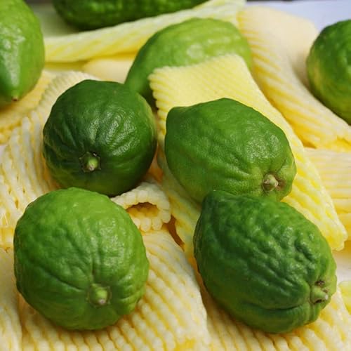 Etrog Citron Tree Live Starter Plant, 2 Inc Tall Citrus Fruit Plant Starter Plug For Planting #TOP2