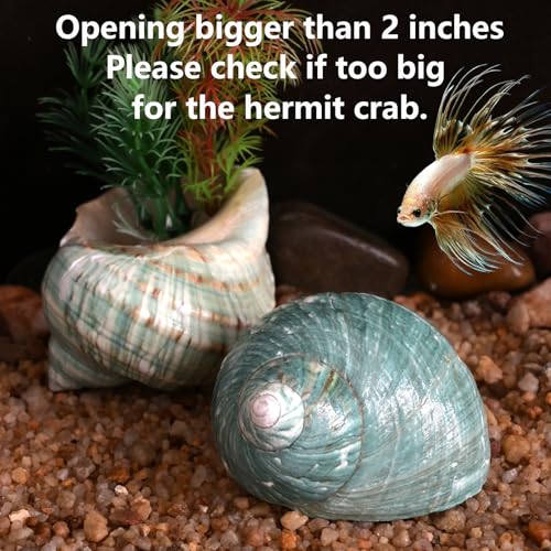 Image of 2pcs Large Hermit Crab Shells, XXL Size Opening 1.9-2.2 inch Big Hermit Crab Shells, Natural Sea Conch, Turbo Seashells Beach Decoration(2pcs XXL) | XXL Size Opening 1.9-2.2 inch, Natural Conch, Turbo Seashells Beach Decoration(2pcs XXL)
