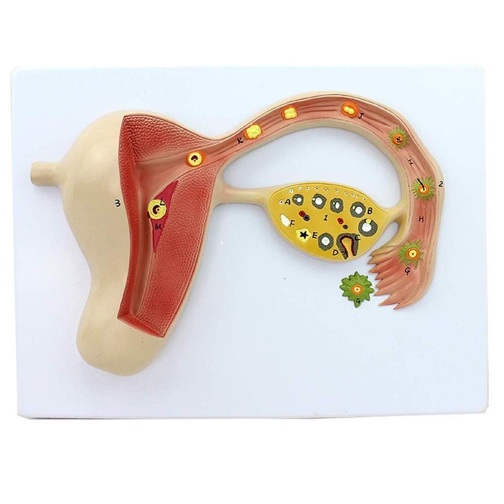 Modèle Éducatif du Processus De Formation Fécondé des Ovules, Modèle Anatomique, Kits Scientifiques Reproductifs, Fournitures De Laboratoire, Matériel De Formation en Éducation Médicale