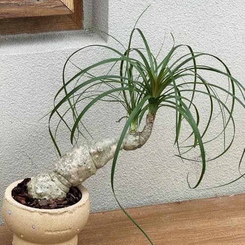 Semillas de pata de elefante -, resistentes Beaucarnea recurvata interior purificadoras aire oficina decorativas productos sostenibles exótico semillas 80pcs