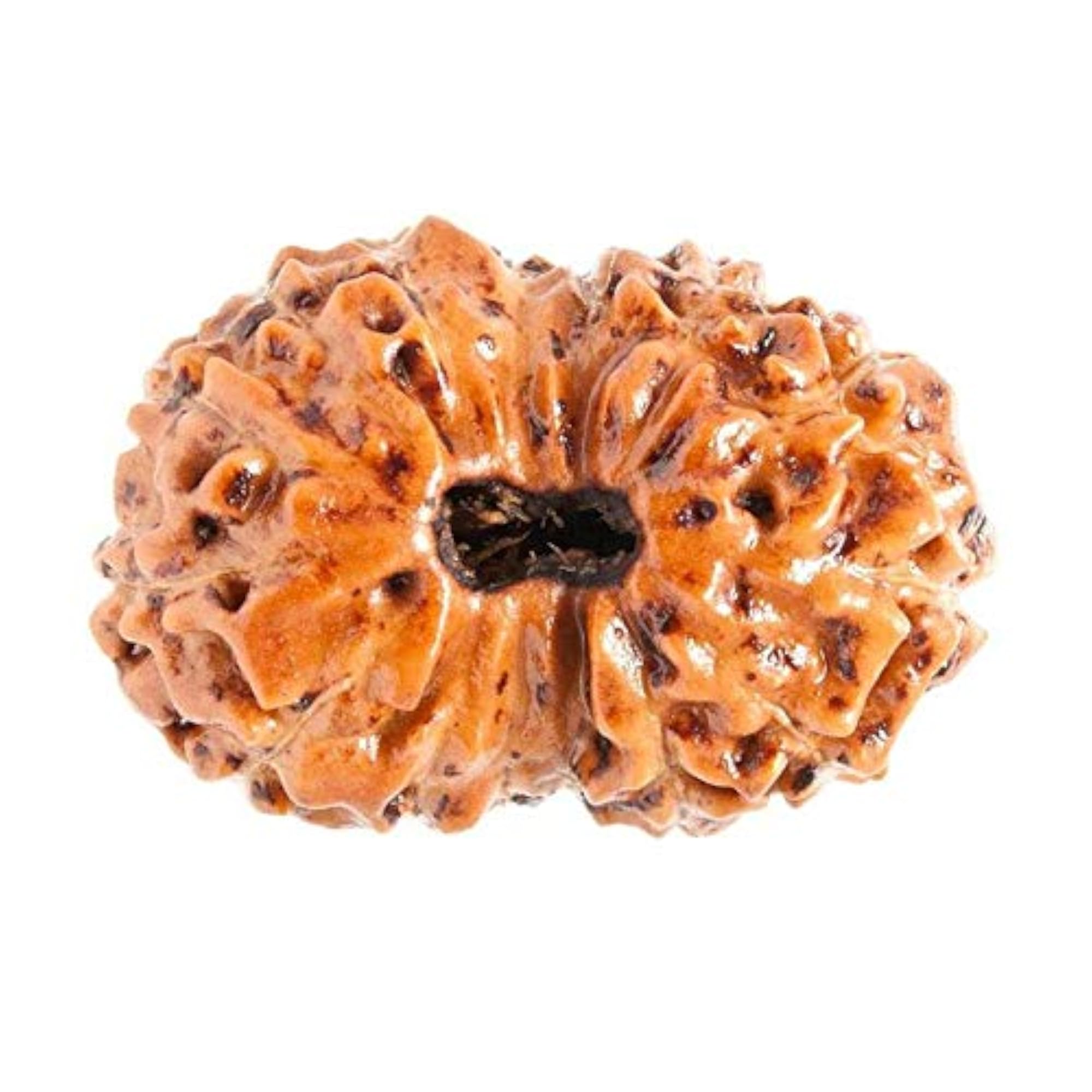 15 Mukhi Nepal Rudraksha Bead, Spiritual Blessing