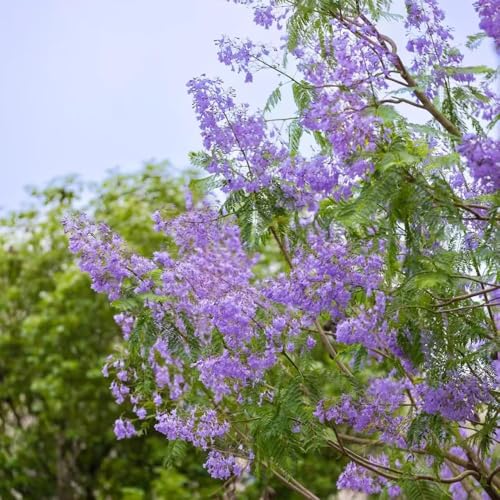 150 piezas semillas de jacarandá - de balcón resistentes balcón semillas exóticas