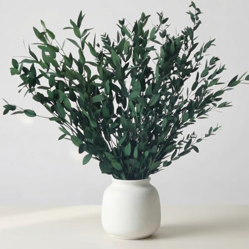 Ramas de eucalipto secas para decoración y arreglo floral