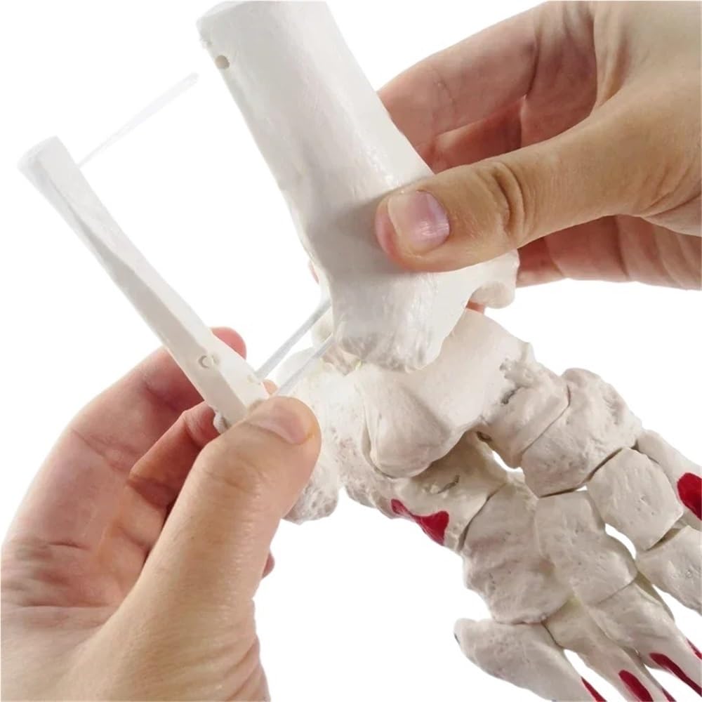Modelo de esqueleto de anatomía del pie, modelo de huesos y articulaciones del pie de tamaño natural, modelo de pie y tobillo humano con hueso de vástago 1 pieza