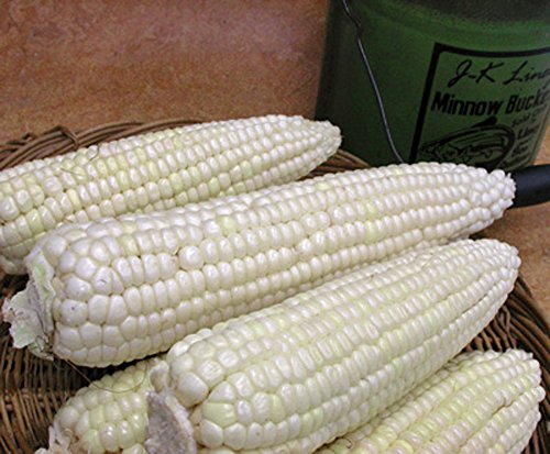 Corn, STOWELL'S Evergreen White Corn, Heirloom,20 Seeds, Delicious White...
