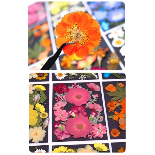 Flores Secas Naturales Prensadas para Resina Epoxi Set miniatura 6