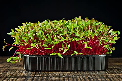 Brotes de remolacha microverdes Brotes Brotes de remolacha Alimentos crudos veganos
