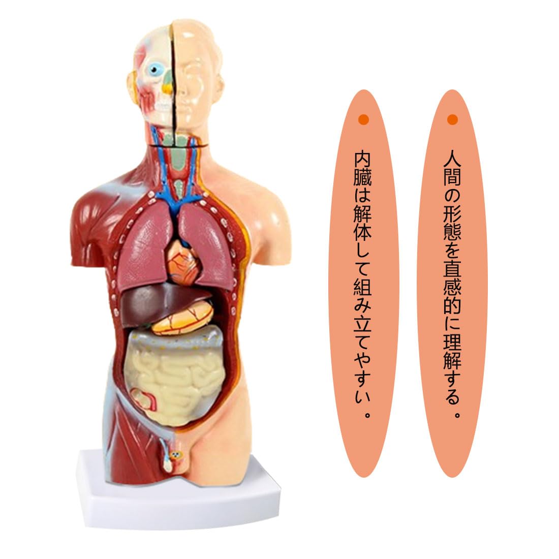人体模型 50cm 内臓パーツ付き 中古 清掃済み 人体模型 50cm 内臓パーツ付き 中古 清掃済み 内蔵模型 人体模型