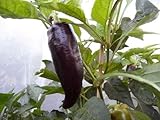 10 semillas de pimienta púrpura Marconi Capsicum anuum
