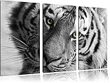 100% Made in Germany photo blanc 3 pièces belle image de tigre noir / Photo sur toile 120x80 sur toile, énorme XXL photos complètement encadrée avec civière, impression d\'art sur la photo murale avec cadre, mieux comme une peinture ou une peinture à l\'huile, pas une affiche ou une bannière
