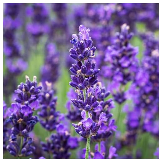 Carbeth Plants - Herb Plants - Grow Your Own Herb Garden - Lavender Hidcote Plant in 13cm Pot - Lavandula English Lavender Bush
