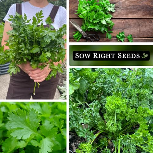 Sow Right Seeds - Flat and Curly Leaf Parsley Seed Collection for Planting - Non-GMO Heirloom Packet with Instructions to Plant and Grow a Kitchen Herb Garden - Indoors or Outdoors - Culinary Garnish - Image 4