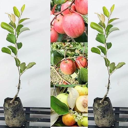 Image of Golden Bloom Grafted Thai Grafted Red & Ball Sundari Apple Ber Plants Combo Plant Height - 1 FT