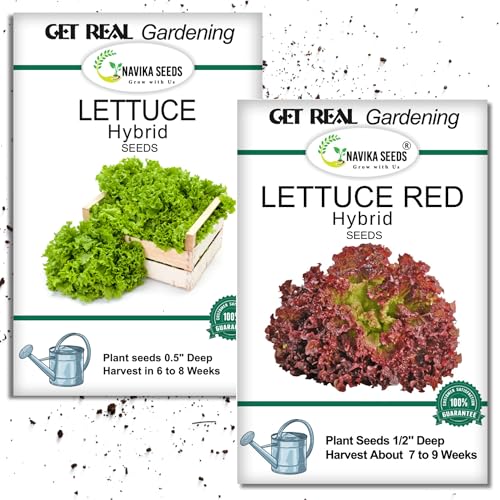 Image of Navika Seeds Lettuce Combo - Grand Rapids Green & Lollo Rosso Red (500 Seeds Each) | Heirloom, Non-GMO, Fast Growing | Kitchen Garden, Terrace, Hydroponic, Pots | High Germination