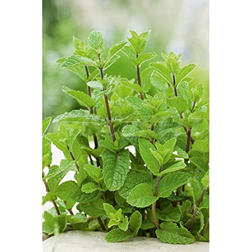 Semillas aromáticas - Hierbabuena - Mascarell Cover