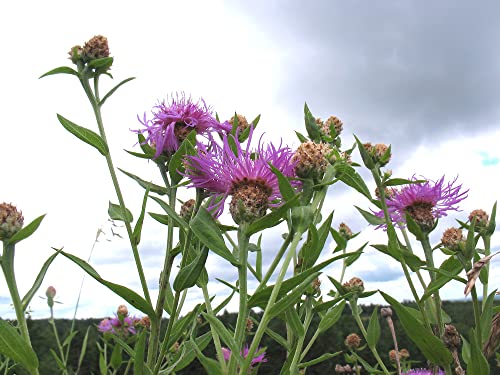 10 Centaurea Nigra Flower Seeds | Lesser Knapweed Seeds #TOP2