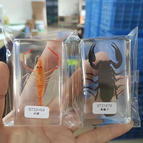 Image of Taxidermy Mantis Dragonfly Cicada, Real Insect Specimens in Resin Preserved, Clear for Closer-Look & Study, Science Educational Classroom Specimen, Unique Amazing Gift Ornament (D, 3.0x3.0x0.8-inch)