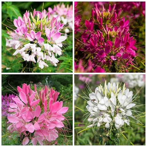5000Pcs Cleome Seeds for Planting Spider Flower Seed Cleome Spinosa Flower Plant Heirloom and Open Pollinated Wildflower Seeds to Grow a Butterfly Garden