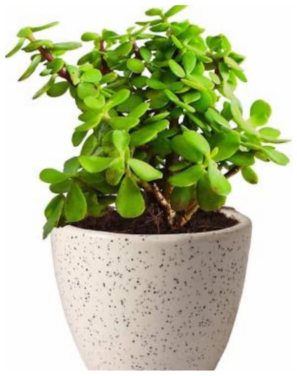 Udanta Jade Plant Special For Gifting Purpose (B0C1G6X4LB) Amazon Price History, Amazon Price Tracker