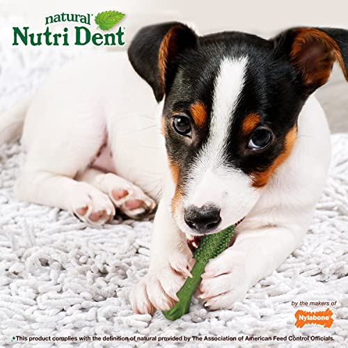 Image of Nylabone Nutri Dent Dog Dental Chews - Natural Dog Teeth Cleaning & Breath Freshener - Dental Treats for Dogs - Fresh Breath Flavor, Small (28 Count) (Pack of 2)