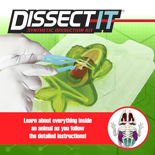 Image of Dissect-It, Standard Frog Dissection Kit, STEM Toys for Kids, Ages 6+ | Animal Anatomy Learning, Explore realistic frog organs and a complete skeleton while building biology and STEM skills.