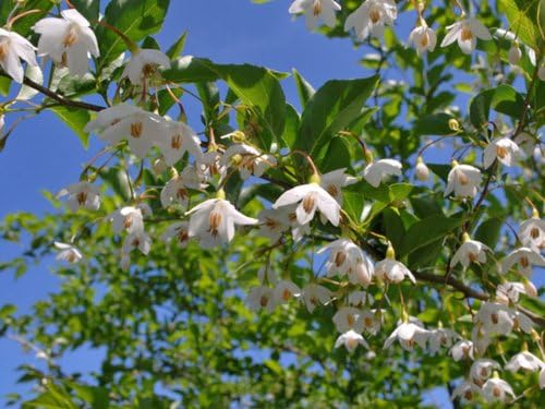 Amazon 6か月枯れ保証 シンボルツリー落葉 エゴノキ株立ち 1 7m露地 植木