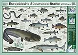 Europäische Süsswasserfische Poster, deutsch DIN A1 Planet Poster Editions