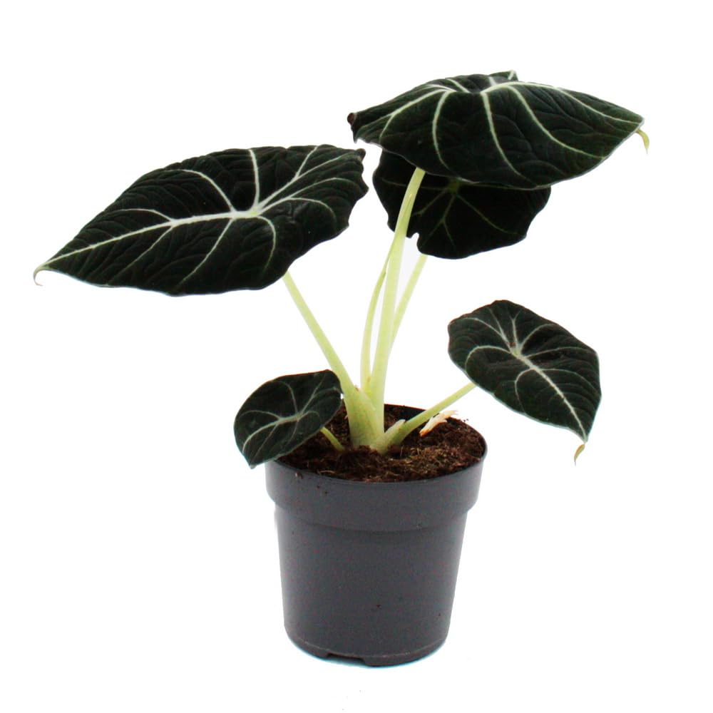 Exotenherz - Alocasia reginula Black Velvet - Tropenwurz - Alokasie - Pfeilblatt - 11cm Topf
