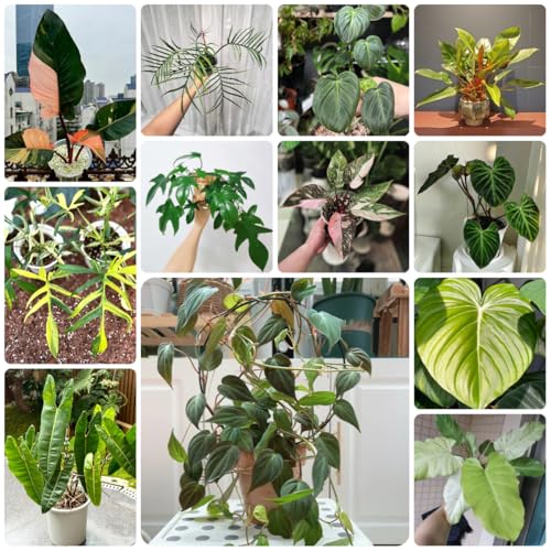 semillas de plantas de filodendro - Plantas de balcón, perenne resistente, planta trepadora. Las plantas perennes son resistentes, las plantas de jardín son resistentes. Árbol bonsái, 500pcs