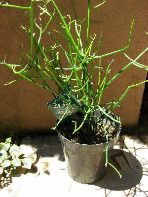 新宿で手渡し限定【観葉植物】 ミルクブッシュ大型株❤️ 全長約120cm 新宿で手渡し限定【観葉植物】 ミルクブッシュ大型株❤️ 全長約