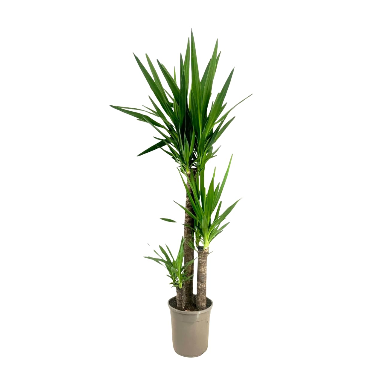 Plant in a Box - Tronchetto della felicità - Yucca elephantipes - Altezza 130-140cm - ⌀24cm