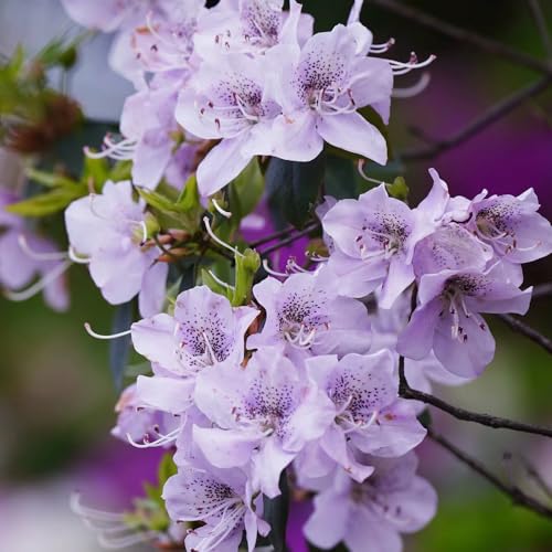 85 Pc Semillas Resistentes De Plantas De Azalea - Semillas De Rododendro, Plantas Resistentes Para Jardín, Arbustos De Rápido Crecimiento. Semillas De Árboles De Bonsais De Azalea,