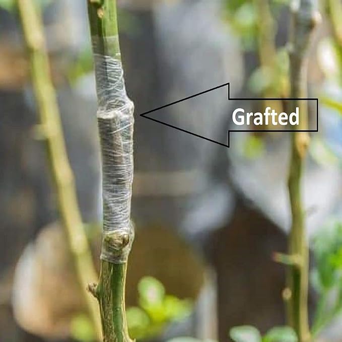 Image of G- All-Time 12 Months Hybrid (GRAFTED) Live Chiku Fruit Plant Original & Authentic Organic Tree for Outdoor Fast-Growing Fruit Plant Home Gardens Sweet Healthy Plant Pack Of-1