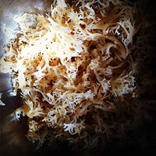 SEA Moss 100% Natural (Wild) DR SEBI Irish Moss
