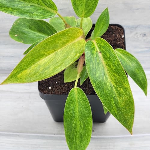 Philodendron Painted Lady Live Houseplant 4 Inch Pot
