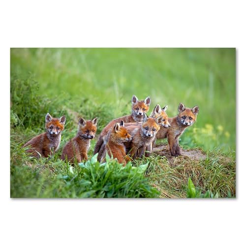 Postereck - 3479 - Fuchs, Rudel Wiese Tier Welpe Natur Nachwuchs - Wandposter Fotoposter Bilder Wandbild Wandbilder - Poster - 4:3-81,0 cm x 61,0 cm