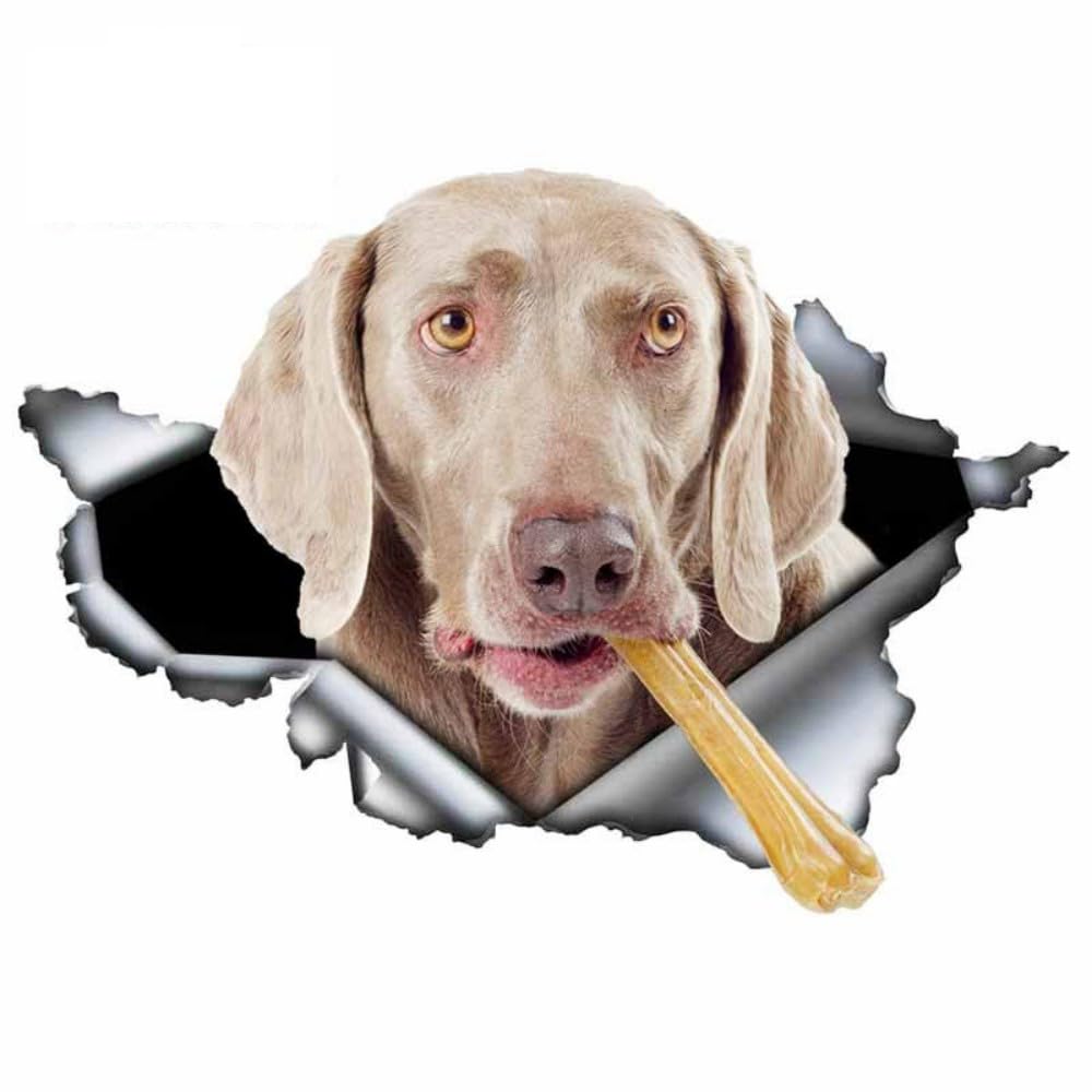Weimaraner mit Knochen Aufkleber, Wasserfest Reflektierend, 3D Zerrissener Design, Dekorative Autoaufkleber für Auto, Laptop, Kühlschrank (15cm/5.9 Inch)