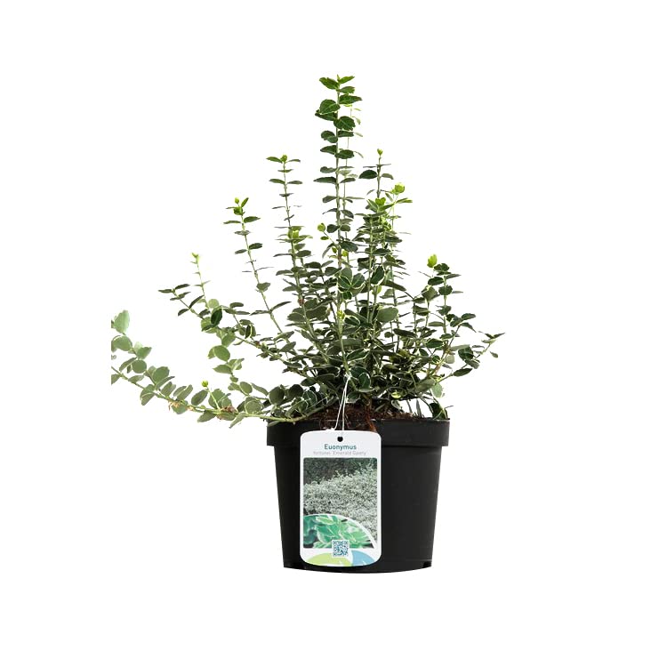 6x Evonimo – Euonymus fortunei 'Emerald Gaiety' – Vaso 9x9 cm – foglia variegata ornamentale