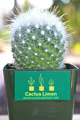 Mammillaria Senilis Cactus Plant #TOP30