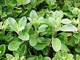 Marjoram Sweet, Heirloom, Non GOM, (50+) Herb, Majoram Sweet Seeds