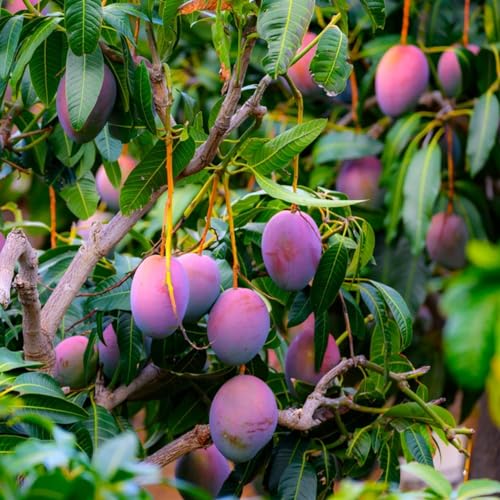 Image of Original Japanese Purple Miyazaki Mango Live Fruit Tree (Early Bearing Grafted Plant, 1.5-2.5 Feet) High Brix Sweet Hybrid Mango for Home Garden & Balcony (Pack of 1)