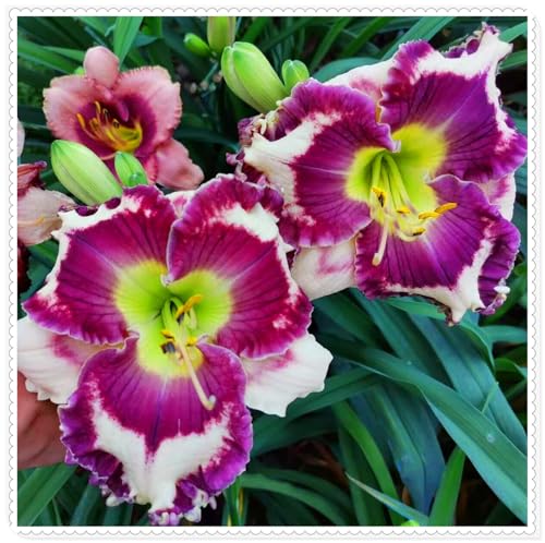 Emerocallide. Perenni resistenti per un giardino colorato, Bulbi perenni resistenti-8bulbi-B