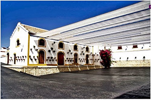 Nunez de Prado - Extra Ecologische Maagdelijke Olijfolie Geaccepteerd 500ml - Image 4