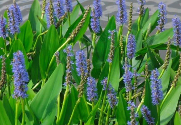Shore Aquatic's Pickerel Blue Pond Plant 3 Pack- Enhance Your Water Garden with Vibrant Blue Blooms