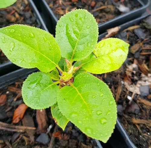 Malus domestica 'M9' (Marcotte) / Pommier/Conteneur de 7 à 10 litres/Fruitier